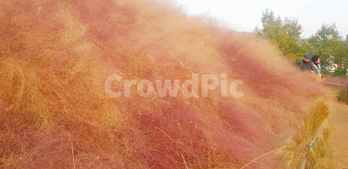 grass,잔디,plant,식물,갈대,핑크뮬리,분홍색,풍성,가을
