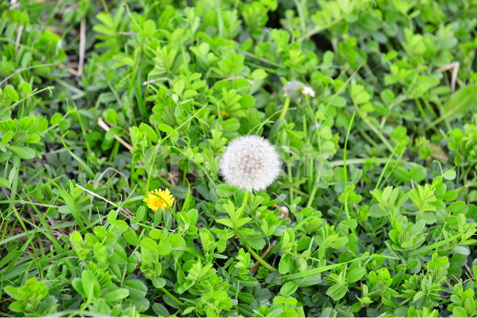 꽃,봄,자연,식물,plant,민들레