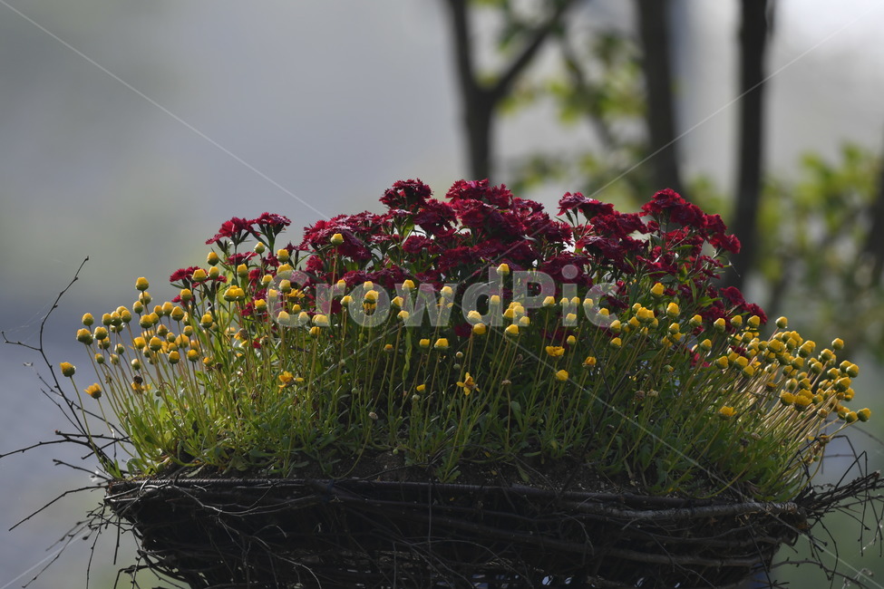 식물,자연풍경,꽃,감성사진,봄,봄,계절,spring,season,식물,자연,plants,nature,꽃,flower,plant,blossom