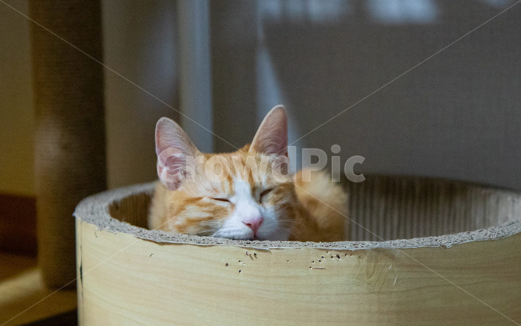 cheese cat,Korean Shorthair,cat,nose short,sleepy cat,Cheese tabby