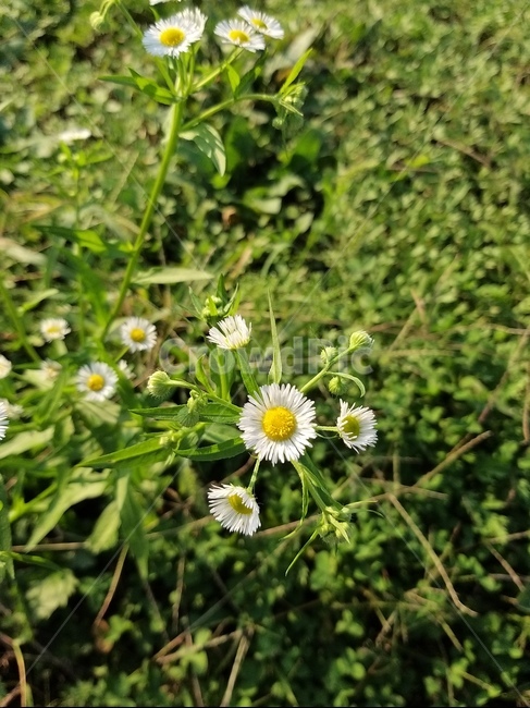 식물,blossom,꽃,데이지,flower,plant