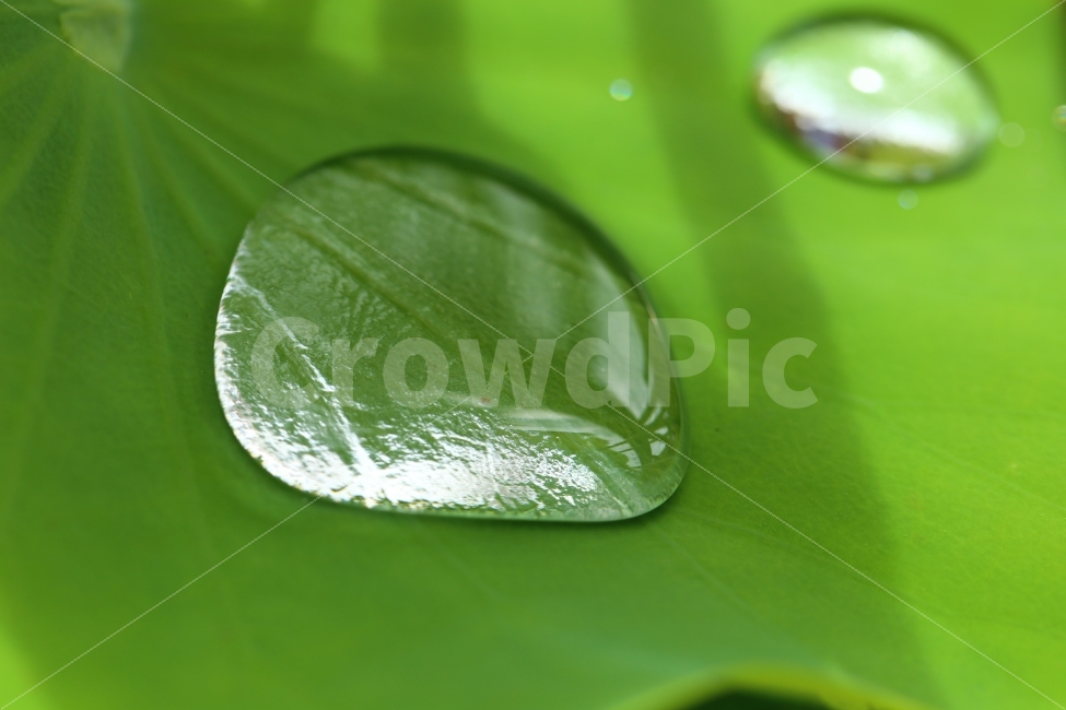 식물,물방울,그린,싱그러운,녹색,깨끗함,산뜻함,waterdrop,drop,green,plant,식물,자연,plants,nature