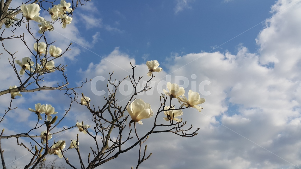봄,목련,꽃,하늘,구름,나무가지,자연,식물,plant,nature,flower,sky,blue,spring,white,감성,emotion,풍경,봄,계절,spring,season,식물,자연,plants,nature,꽃,flower