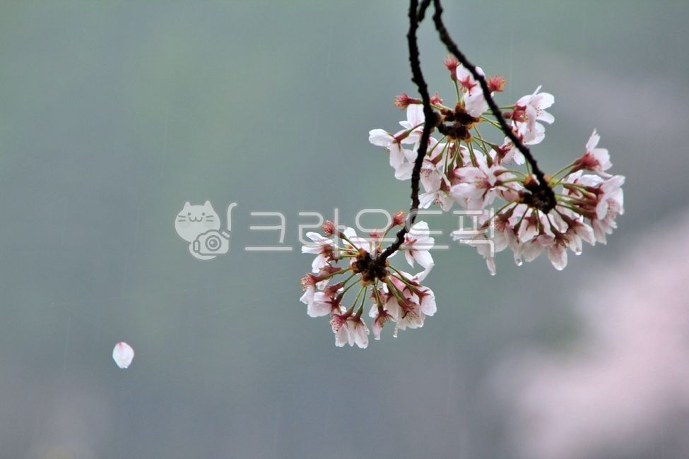 cherry blossoms,blooming,full bloom,news of spring,spring,petals