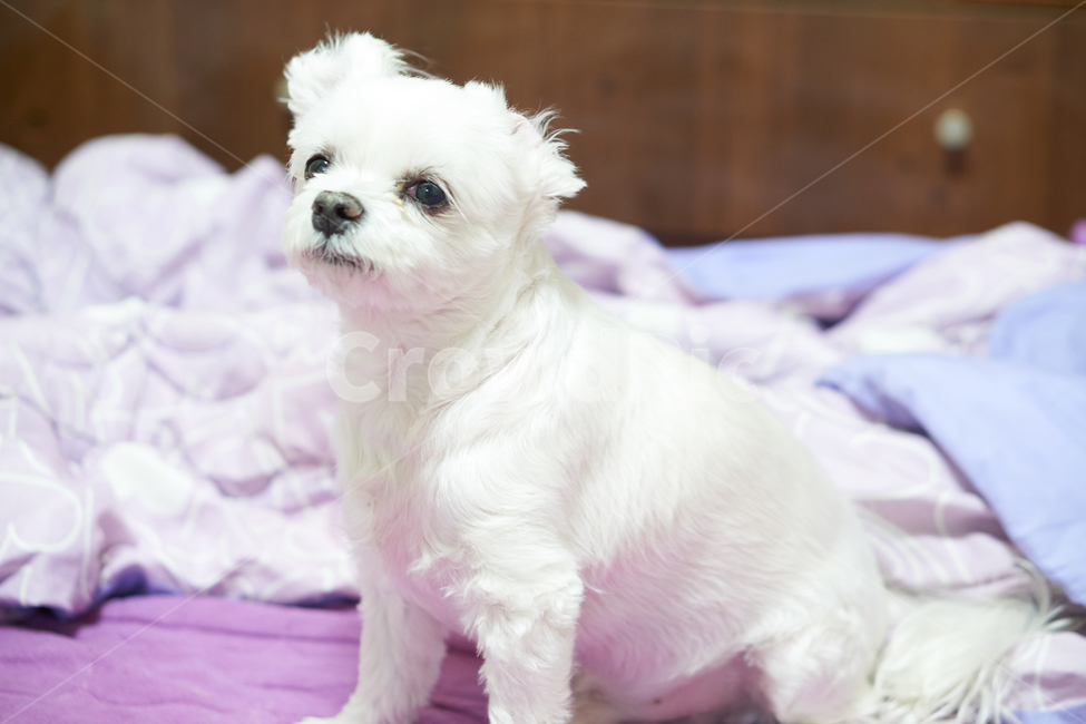 강아지,댕댕이,애완동물,애완견,개,pet,dog,animal,말티즈,마르티즈,말티스,마르티스,nature,동물보호,반려견,반려동물,동물,animal,포유류,mammal,개,강아지,dog,doggy