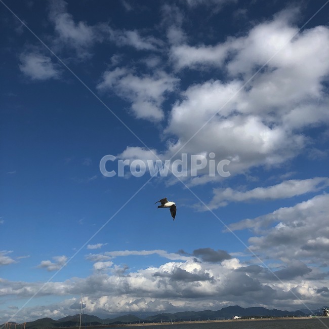 자연,sky,하늘,구름,cloud,갈매기