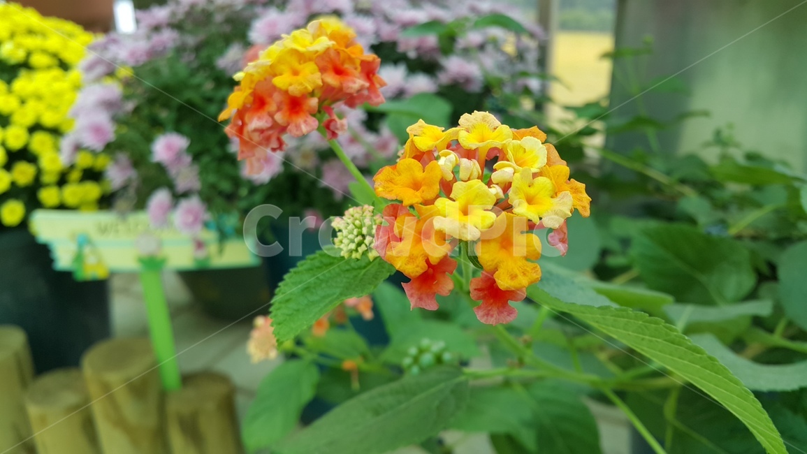 꽃,자연,푸르름,풀,식물,식물,자연,plants,nature,꽃,flower