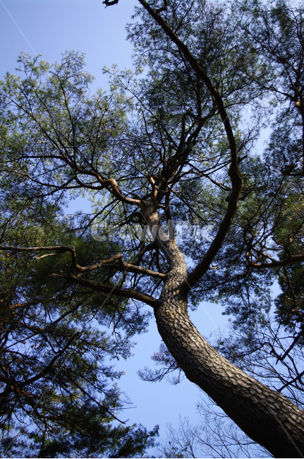 소나무,나무,식물,plant,wood,식물,자연,plants,nature,나무,trees,wood