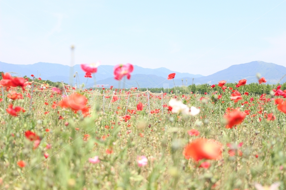 양귀비꽃,꽃밭,풍경,하늘,꽃,자연,풍경,nature,landscape,식물,plants,꽃,flower