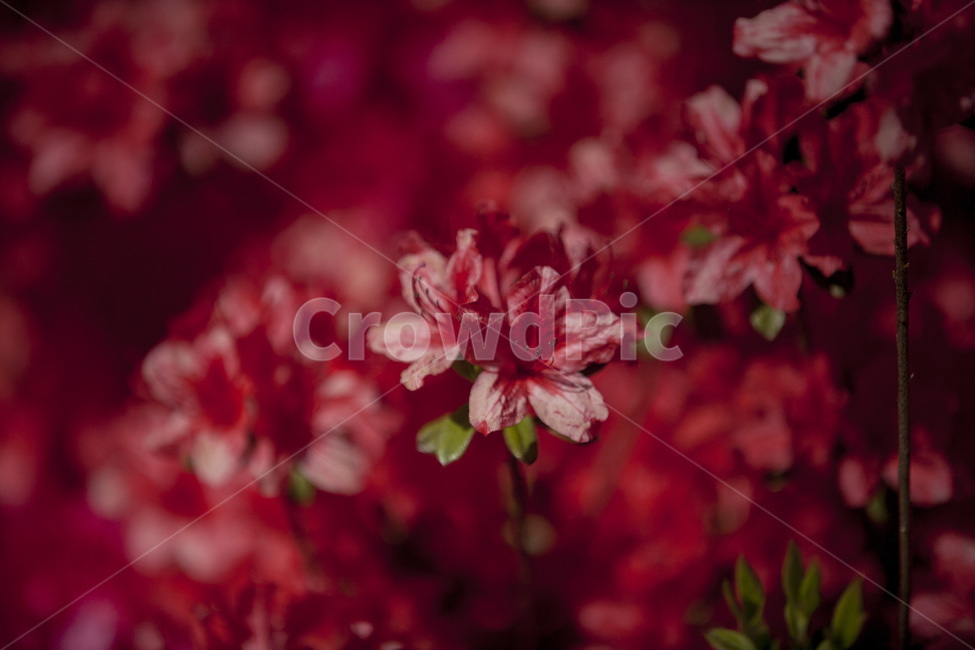 영산홍,진달래,빨간진달래,빨간꽃,봄,꽃,식물,자연,식물,자연,plants,nature,꽃,flower