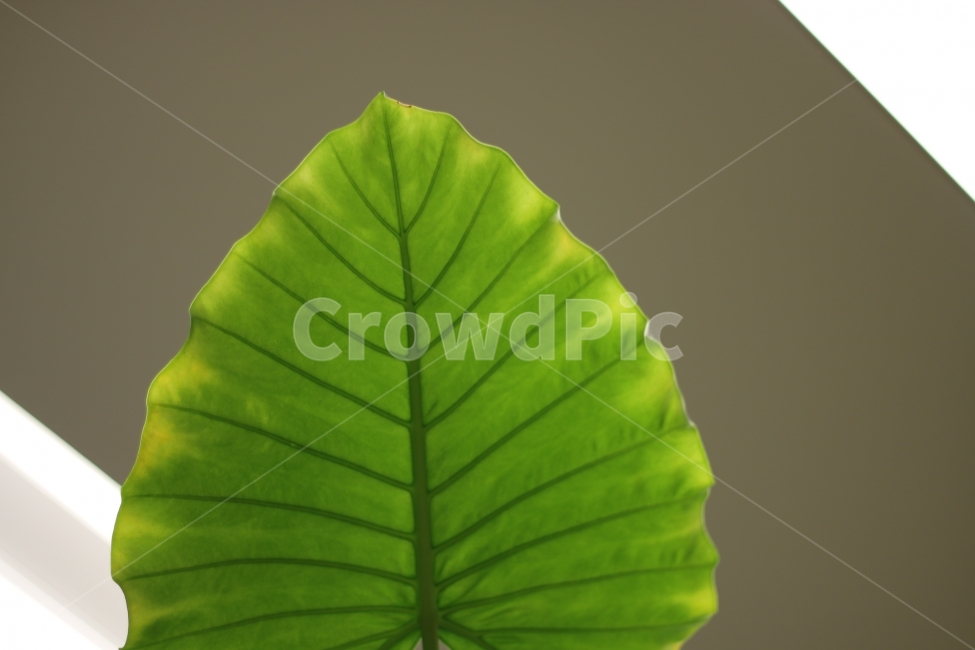 식물,잎,잎사귀,green,greenery,식물,자연,plants,nature