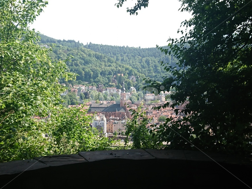 옥외,nature,하이델부르크,heidelburg,성,철학자의길,자연,식물,자연,plants,nature,나무,trees,wood