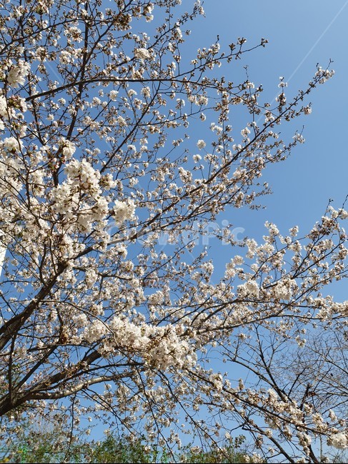 벚꽃축제,벚꽃놀이,벚꽃엔딩,체리블라썸,벚꽃
