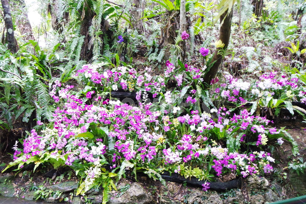 꽃,보라색꽃,자연,식물,야외,식물,자연,plants,nature,꽃,flower