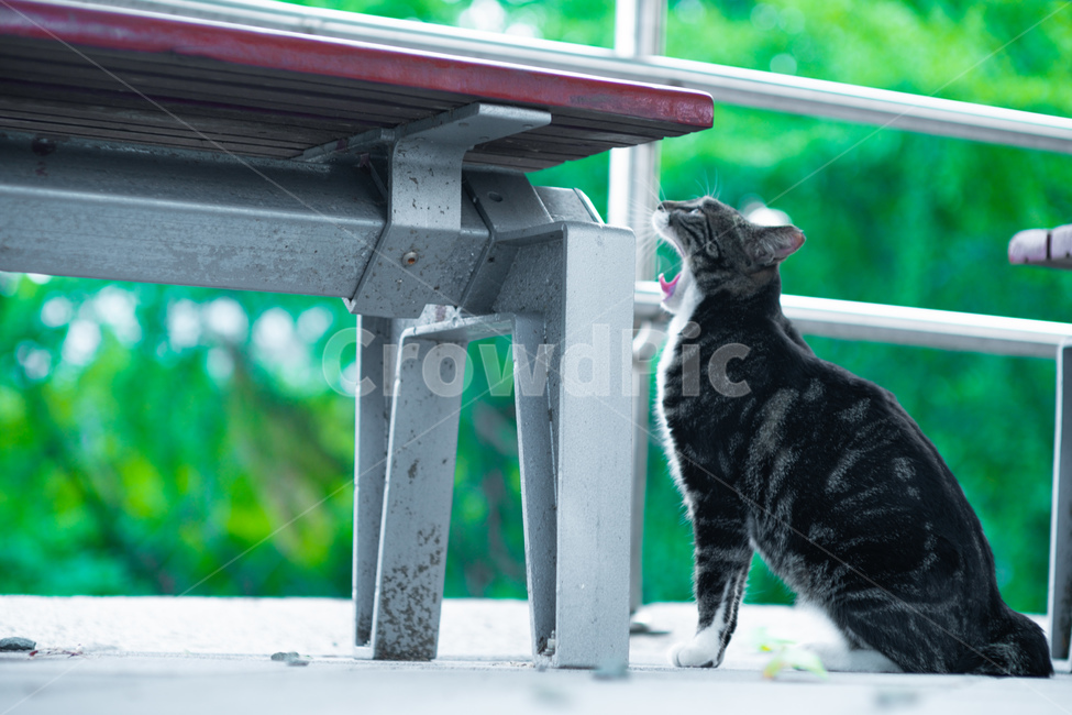 고양이,길고양이,길냥이,반려묘,반려동물,동물,색상,한가함,잔잔함,여유로움,고양이발,육괴,색감,감성,동물,animal,포유류,mammal,고양이,cat,kitten,kitty
