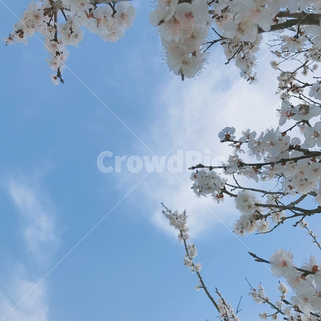 plant,식물,flower,꽃,blossom,cherryblossom,벚꽃,봄,spring,식물,자연,plants,nature,꽃,flower