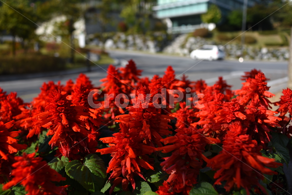 식물,꽃,잎,가을,풍경,식물,자연,plants,nature,꽃,flower