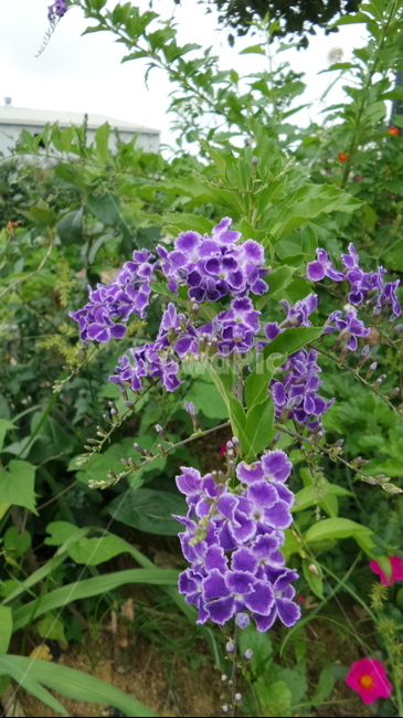 발렌타인자스민,보라색꽃,듀란타,마편초과,정원식물,식물,자연,plants,nature,꽃,flower