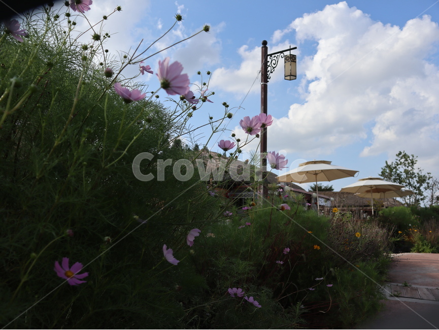 코스모스,꽃,외암마을,아산,시골길,식물,자연,plants,nature,꽃,flower