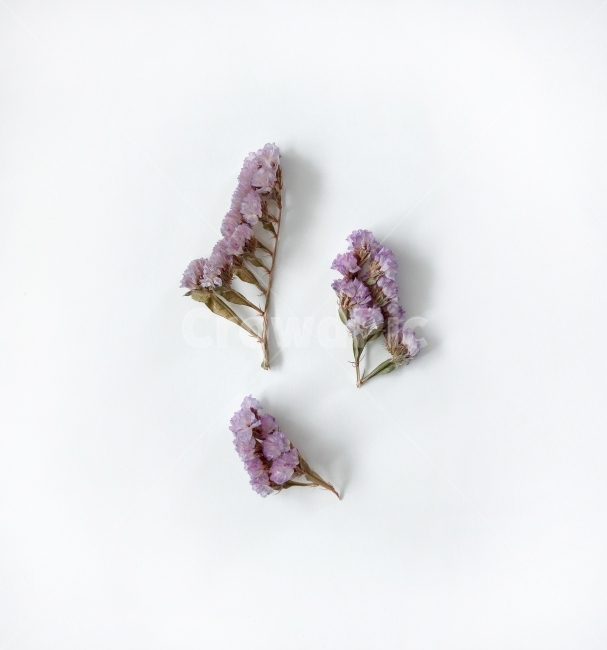 드라이플라워,말린꽃,소품,데코,prop,object,dryflower,decoration,naturalprops,whitebackground,꽃,flower,연출,컨셉,콘셉,direction,concept,누끼,remove background