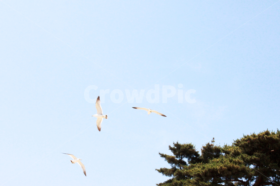 갈매기,하늘,새,commongull,sky,bird