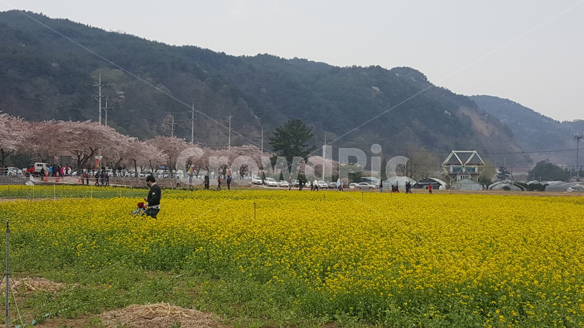 유채,유채꽃,봄,유채축제,축제