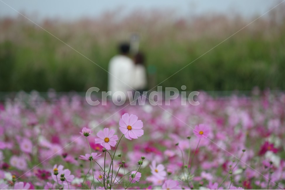 코스모스,가을,하늘공원,연인,자연,꽃,flower,autumn,cosmos,park,couple,가을,계절,fall,autumn,season,자연,풍경,nature,landscape,식물,plants,꽃,flower,연인,커플,사랑,lover,couple,인물실루엣,사람실루엣,character silhouette,human silhouette,blossom,plant,petal,꽃잎,geranium,제라늄,spring,봄