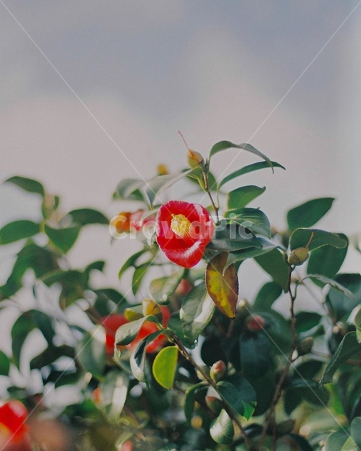 제주도,꽃,동백꽃,제주,하늘,plant,식물,flower,식물,자연,plants,nature,꽃,flower