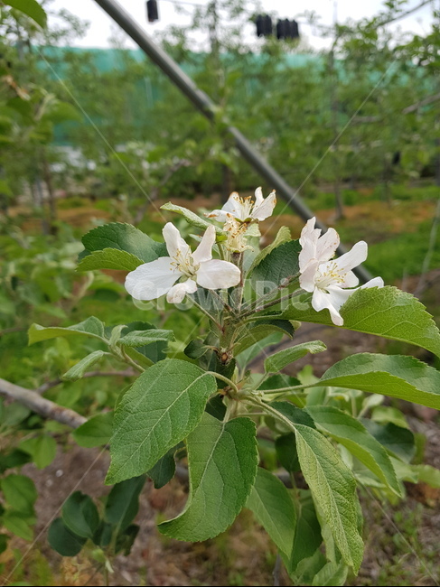 사과농장,사과나무,사과꽃,apple,appleflower,applefarm
