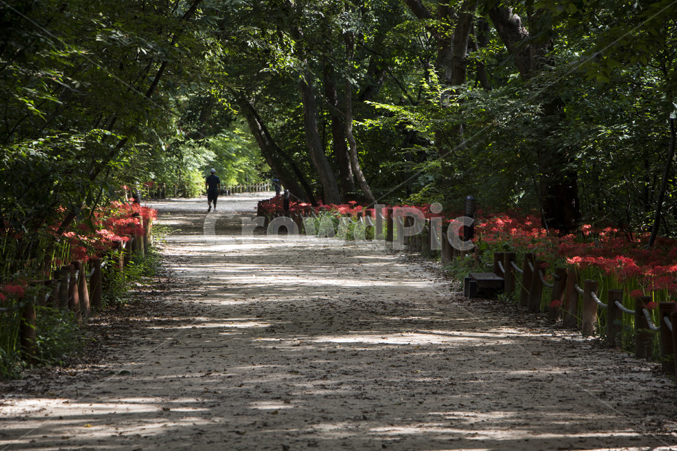 꽃무릇,상사화,꽃,식물,자연,여름,배경,길,울타리,산책로,자연,풍경,nature,landscape,garden,정원,outdoors,옥외,arbour,정자