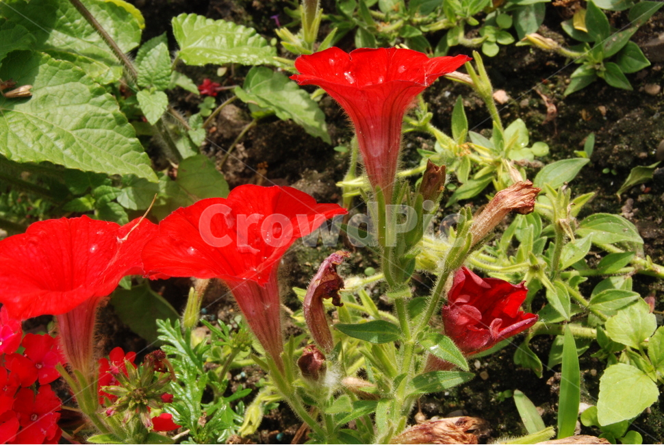 꽃,식물,자연,나팔꽃,빨간꽃,식물,자연,plants,nature