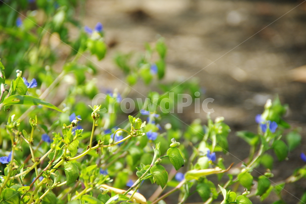 잡초,잡초들,꽃,꽃들,식물,식물,자연,plants,nature,꽃,flower