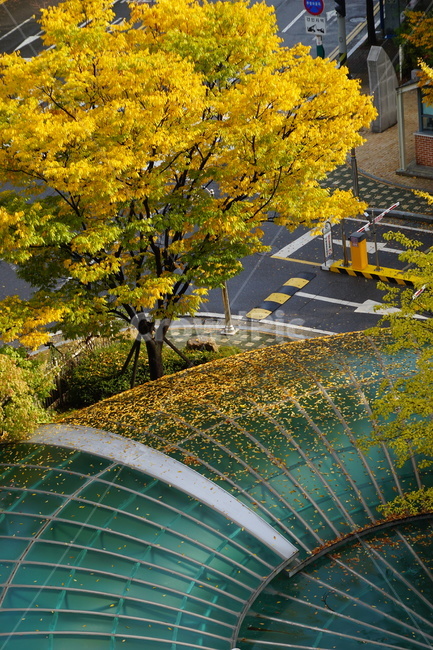 풍겅,가을,나뭇잎,나무,단풍,가을,계절,fall,autumn,season