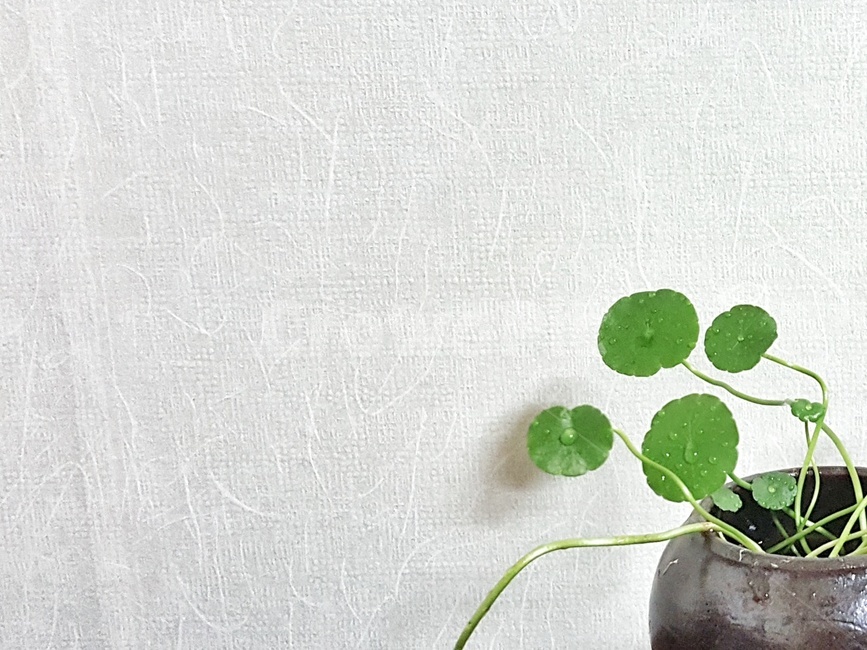 화초,화분,초록,항아리,잎,식물,자연,plants,nature,실내용화초,인테리어,실내디자인,옹기