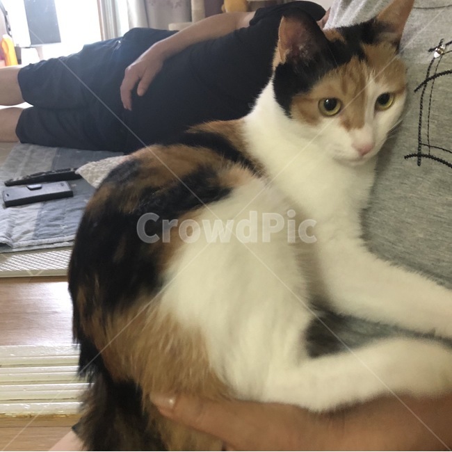 pet,cat,animal,동물,고양이,코리안숏헤어,반려묘,반려동물,애완동물