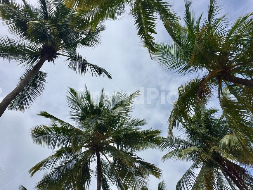 tree,야자수,palmtree,plant,나무