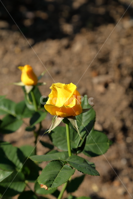 장미,장미꽃,노란장미,flower,rose,5월,6월,꽃