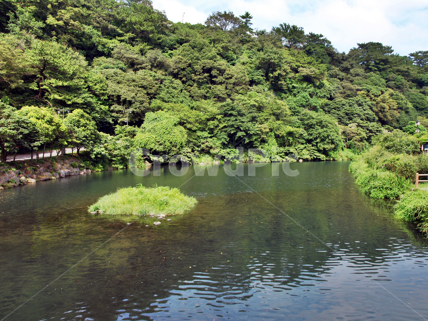 천지연폭포,하천,서귀포시,제주,숲,자연,자연,풍경,nature,landscape,vegetation,초목,plant,식물,land,땅,outdoors,옥외,water,물,rainforest,열대 우림,tree,나무