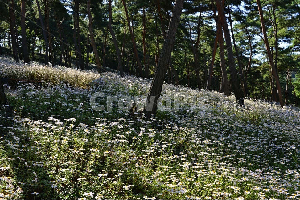 인간,human,person,사람,outdoors,옥외,field,들,nature,자연,plant,식물,tree,나무,treetrunk,나무줄기,정읍,국절초공원,구절초,구절초꽃