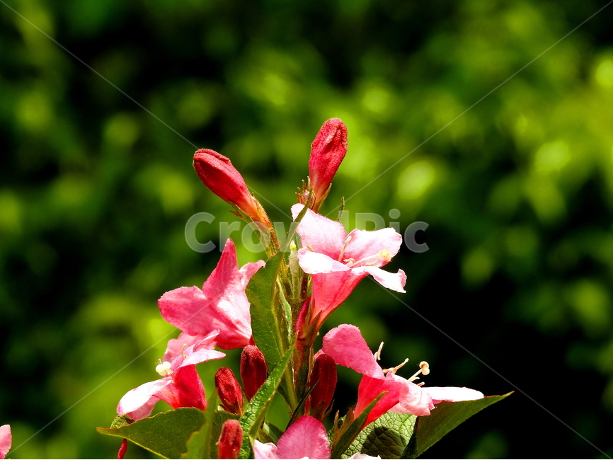 꽃,식물,봄,계절,자연,봄,계절,spring,season,식물,자연,plants,nature,꽃,flower,plant,blossom,geranium,제라늄