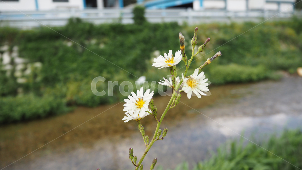야생화,꽃,식물,wildflower,flower,plant,blossom,outdoor,야외,식물,자연,plants,nature,꽃,flower
