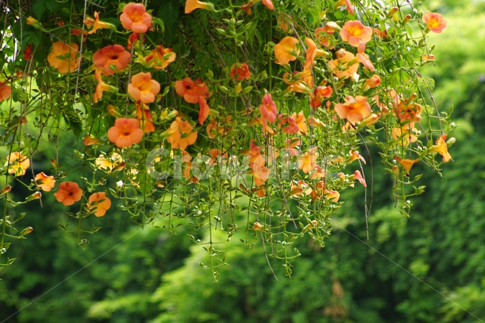 부천중앙공원,능소화,공원,꽃,풍경,식물,자연,plants,nature,꽃,flower