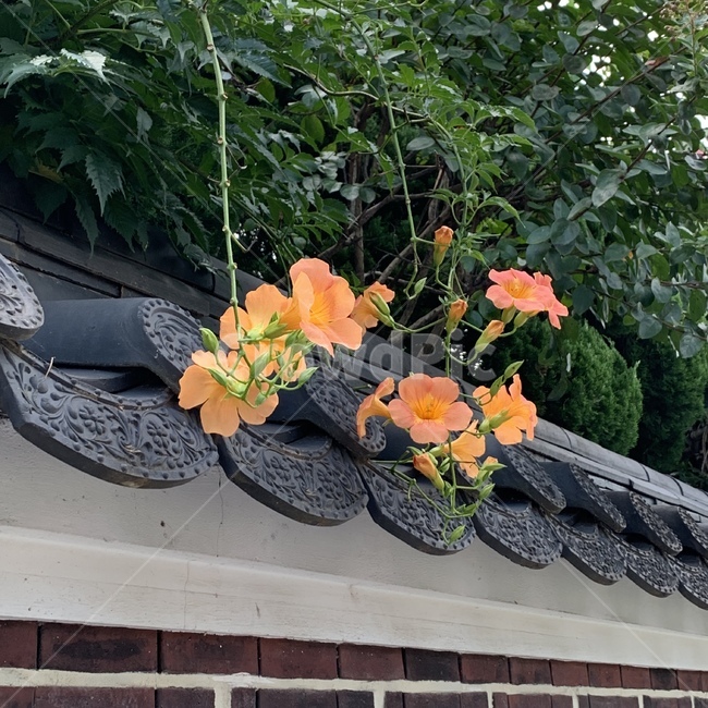 꽃,flower,전주,한옥,예쁜