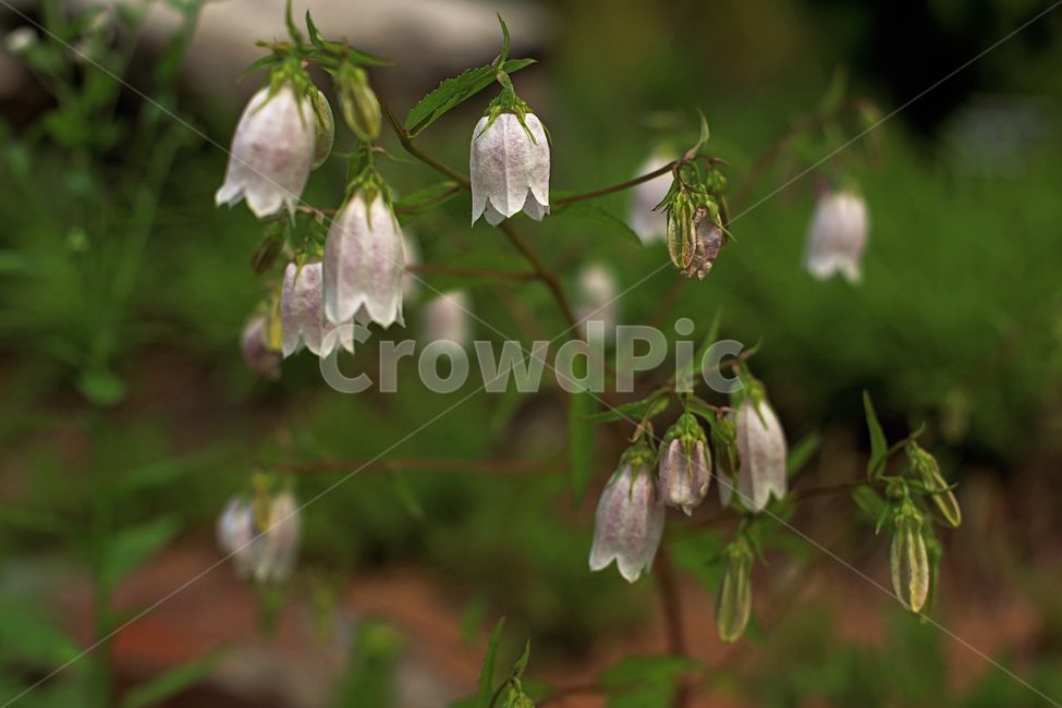 꽃,flower,초롱꽃,섬초롱꽃,식물