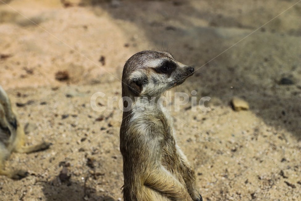 animal,동물,zoo,동물원,미어캣,동물,animal,포유류,mammal