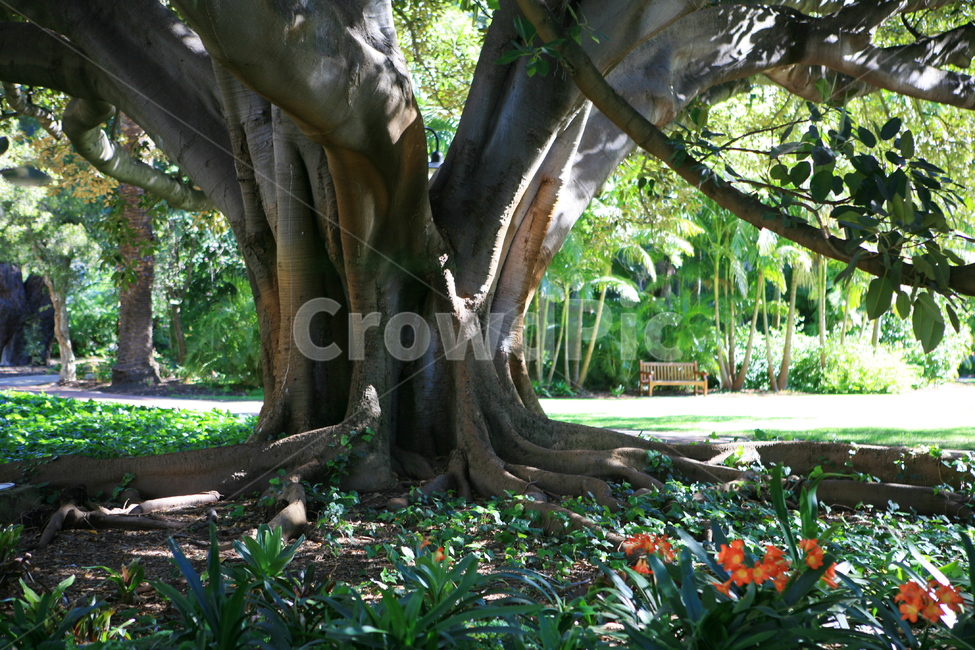 큰나무,공원,나무,자연,호주,초록,녹색,tree,green,bigtree,숲,nature,park