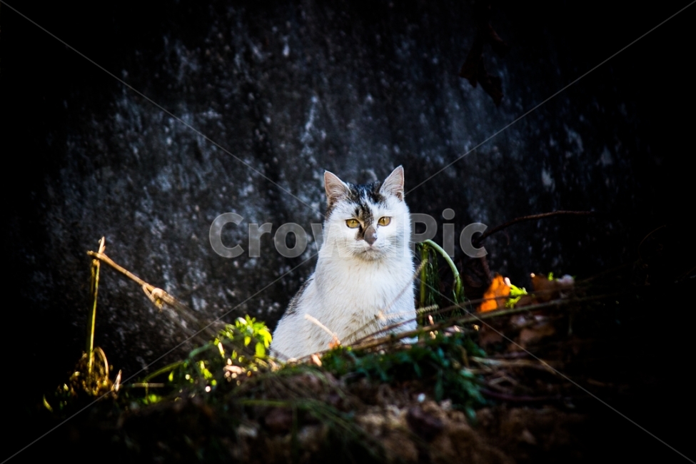 	고양이,길고양이,동물,cat,포유류,감성,일상,DSLR,100D,canon,코숏,가을,animal,kitty,길냥이,반려동물,편안,분위기,자연스러움,자연,따뜻함,사랑,야생,동물,animal,포유류,mammal,고양이,cat,kitten,kitty
