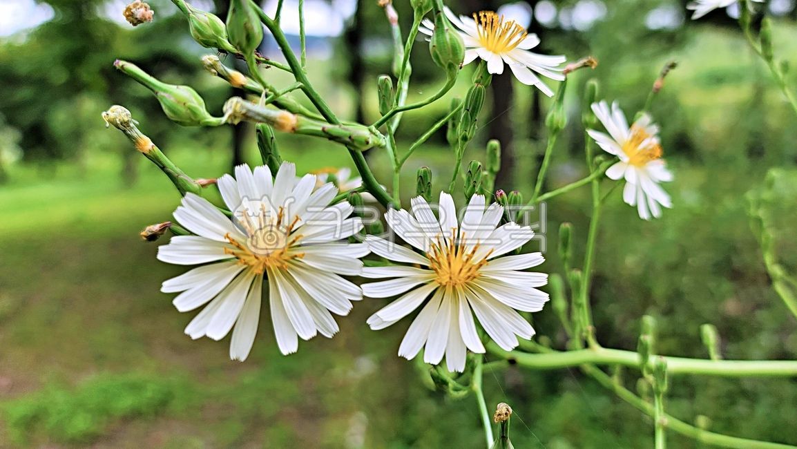 고들빼기,고들빼기꽃,꽃,꽃잎,야생화,수술,암술,akorealettuce,flower,floralleaf,wildflower,apistil,astamen
