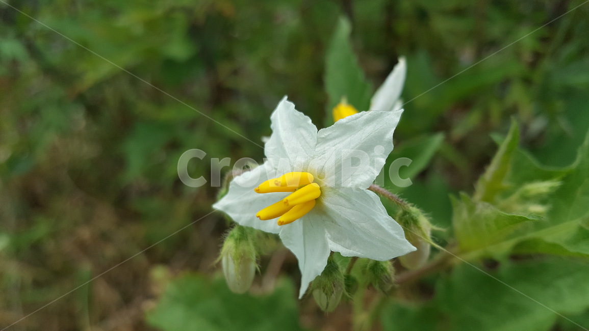 하얀색꽃,꽃,flower,노란색,white