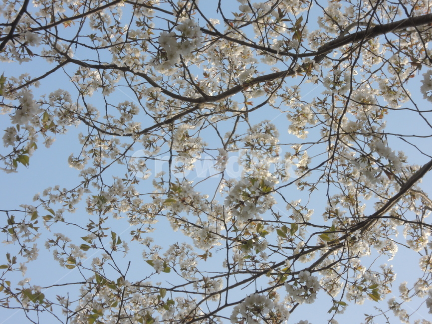 봄,벚꽃,나뭇가지,하늘,계절,꽃잎,spring,cherryblossom,sky,season,flower,branch,tree